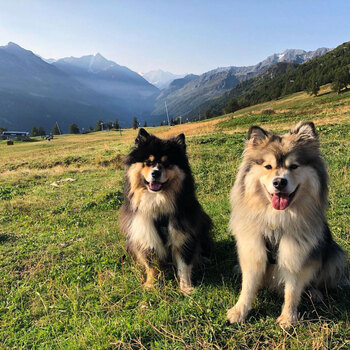 1 dogs