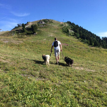 2 dogs