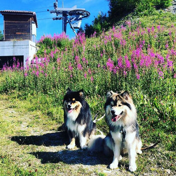 3 dogs